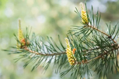 Young pine cones on a tree in the spring afternoon Stock Photos