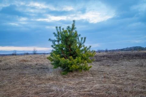 Young pine, conifer, lonely, in an open field, in spring Stock Photos
