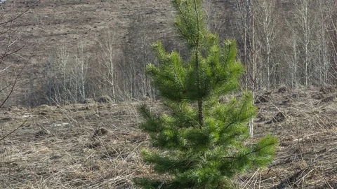 Young pine in early spring. Stock Footage 76740741