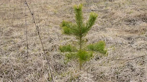 Young pine early spring Stock Footage 130403579