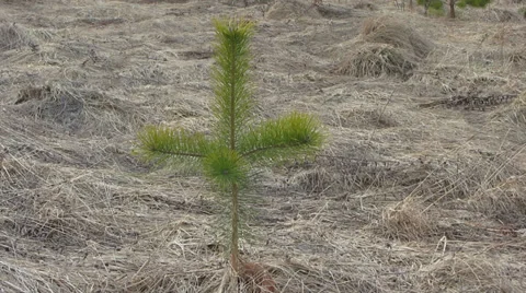 Young pine in a field Vídeo Stock 36058009