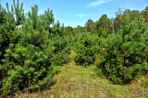 Young pine forest against the blue sky. Young plants barely cover the soil .. Stock Photos