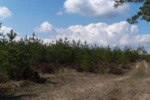 Young pine forest along a forest road against a blue bright beautiful sky wit Stock Photos