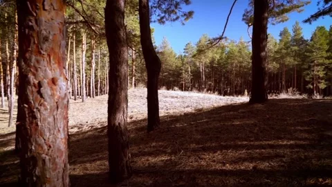 Young pine forest in the evening hours.Pinery. Stock Footage 101147418