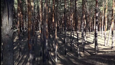 Young pine forest in the evening hours.Pinery. Stock Footage 101147421