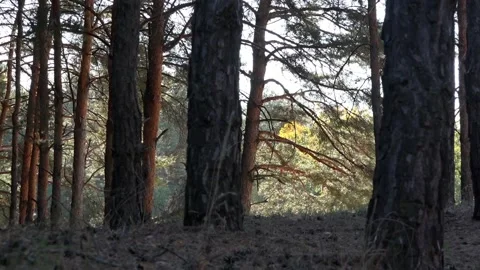 Young pine forest in the evening hours.Pinery.Shadow and light. Stock Footage 101147420