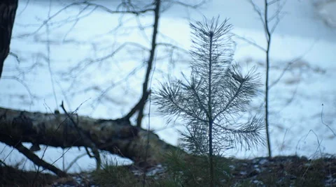 Young pine in the forest Vídeo Stock 35422259