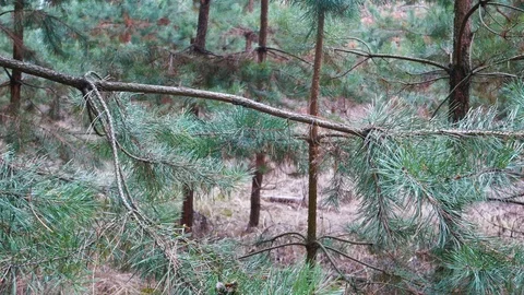 Young pine forest Video stock 123306126