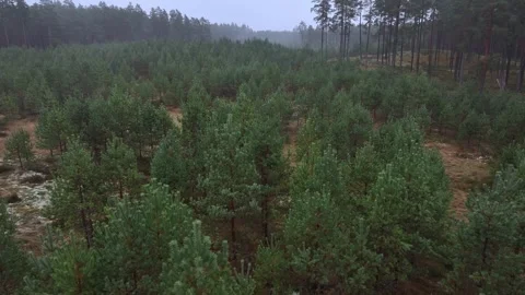 A young pine forest is growing Stock Footage 322785765