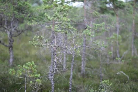 Young pine forest Stock Photos