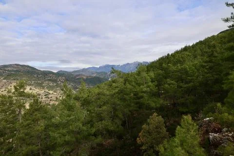 Young pine forest Stock-Fotos