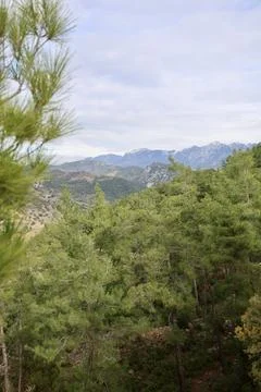 Young pine forest Stock Photos