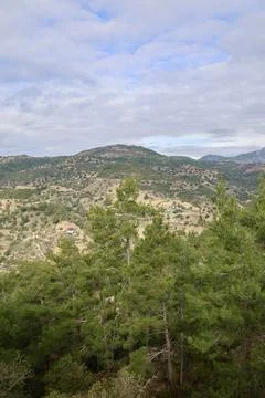 Young pine forest Stock Photos