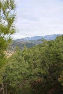 Young pine forest Foto stock
