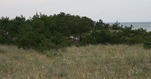 Young pine forest by the sea Stock Footage 253496815