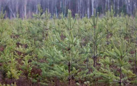 Young pine forest, seedlings, small trees Stock Photos