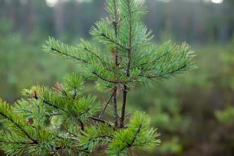 Young pine forest, seedlings, small trees Stock Photos