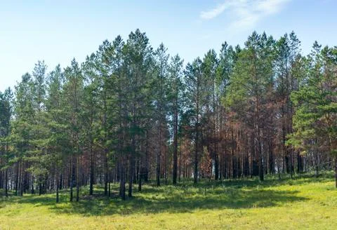 Young pine forest, which was destroyed by fire Stock Photos