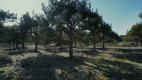 Young Pine free forest sunny day lights slow motion, trees, sky Stock Footage 87853433