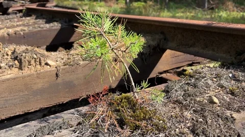 Young Pine Growing Between Railway Sleepers 库存影片 344994785