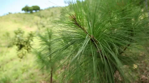 Young pine needles  Vídeos de archivo 26187296