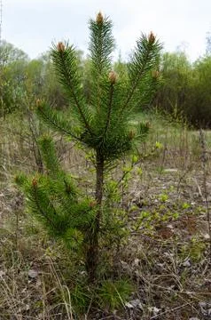 Young pine Stock-Fotos