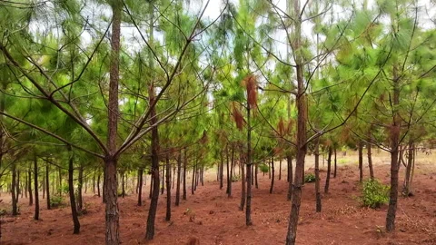 Young Pine Plantation in Rows on Michiru Mountain, Malawi Stock Footage 341323763