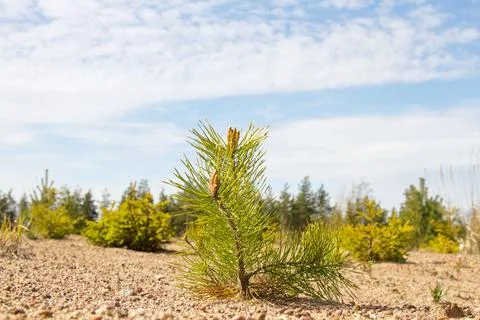 Young pine planted Stock Photos