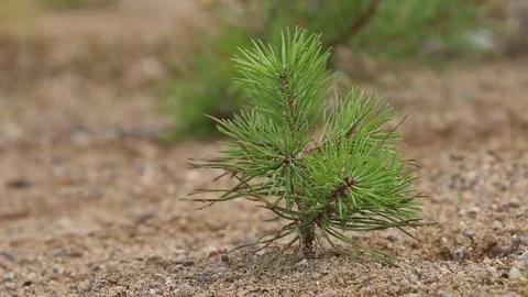 Young pine planted on plot with sandy soil Stock Footage 83001199