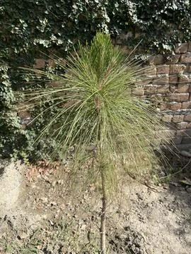 Young Pine Sapling Against a Brick Wall Stock Photos