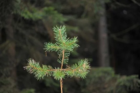 Young pine sapling with fresh green needles in forest Stock Photos