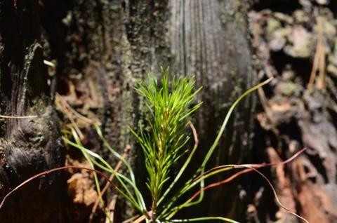 Young pine sapling growing against a textured tree trunk in a forest setting Stock Photos