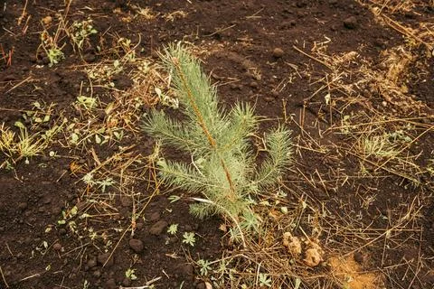 Young Pine Sapling Planted in Dark Soil Stock Photos