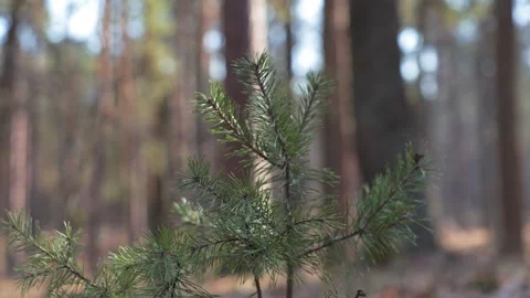 A young pine sapling stands tall in the forest, its green needles reaching Stock Footage 279992708