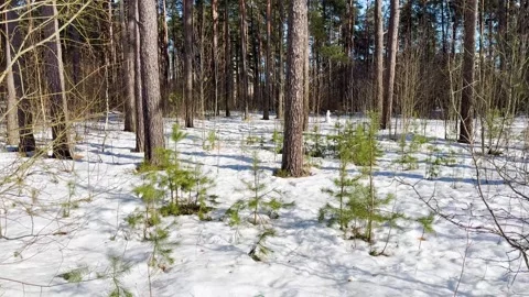 Young pine saplings growing through the snow in a sunlit forest Video stock 330300255
