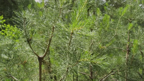 Young Pine Saplings Rustling in Wind in Forest on Summer Day Video stock 239580668