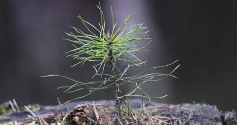 Young pine seedling, close-up, 4K slomo Stock Footage 228882103