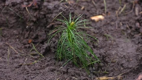 Young pine seedling close up. Video stock 249923445