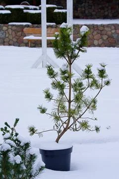Young pine seedling in a pot, covered with snow Stock Photos