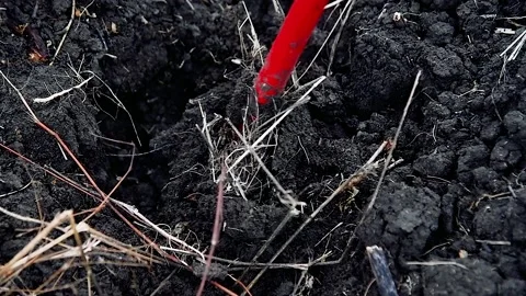Young pine seedlings. Planting a forest. Видео 168984250