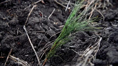 Young pine seedlings. Planting a forest. Stock Footage 196608616
