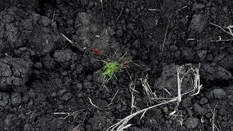 Young pine seedlings. Planting a forest. Stock Footage 196608648
