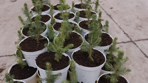 Young pine seedlings in plastic pots for planting Stock Footage 306776105