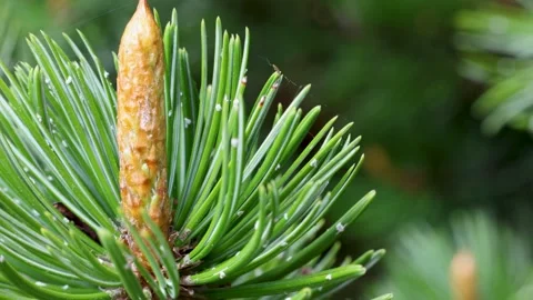 Young pine shoot with developing bud in close view Stock Footage 335488234