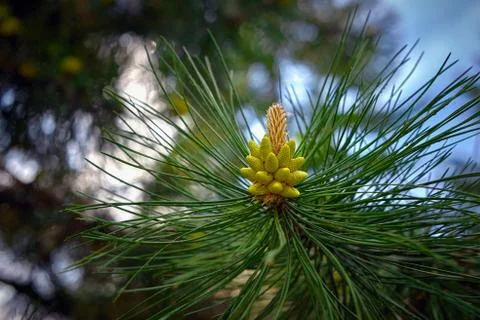 Young pine shoot on sky background Stock Photos