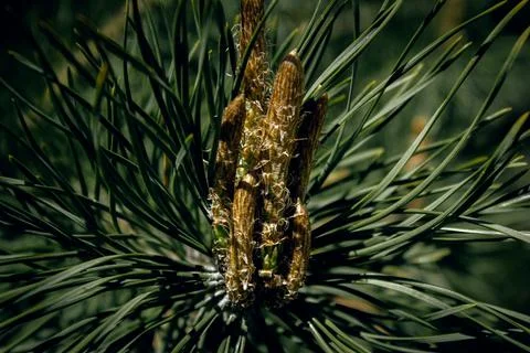 Young pine shoots with needles in spring sunlight close up Stock Photos