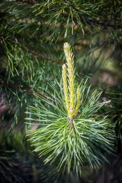 Young pine shoots Stock Photos