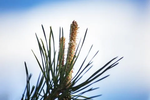 Young pine shoots, pine needles, close-up against the blue sky. Green shoots Stock Photos