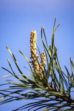 Young pine shoots, pine needles, close-up against the blue sky. Green shoots Stock Photos