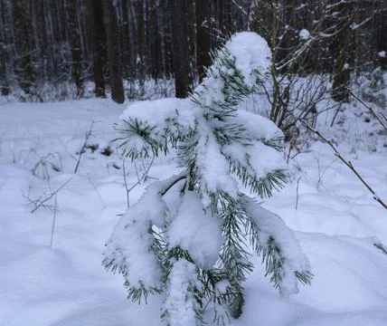Young pine in the snow 写真素材
